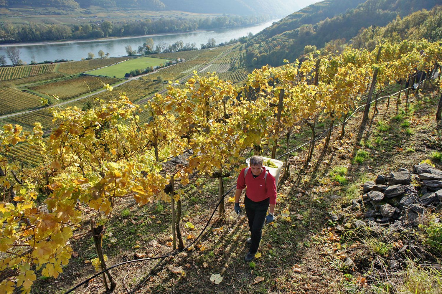 Weinlese