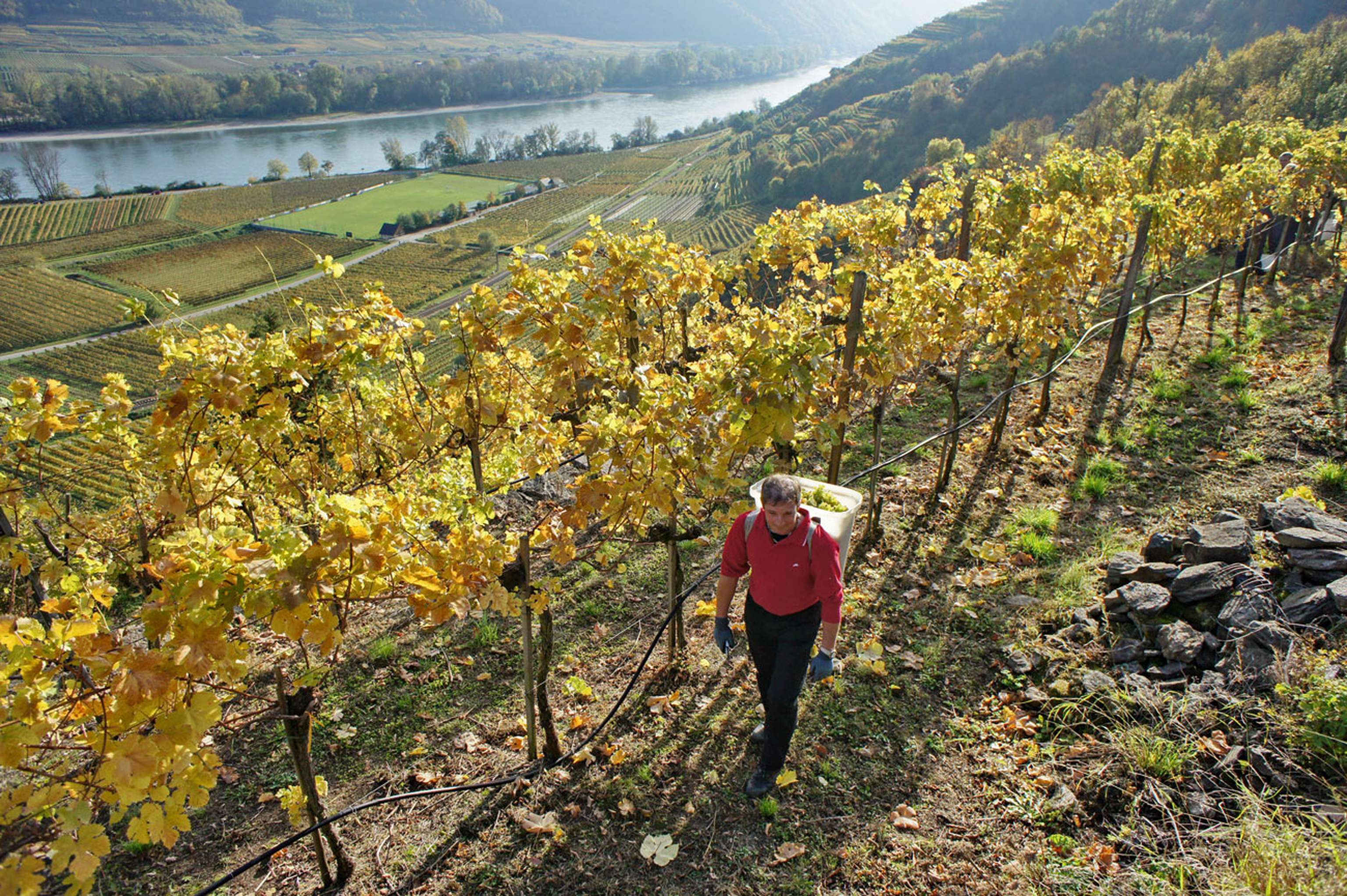 Weinlese