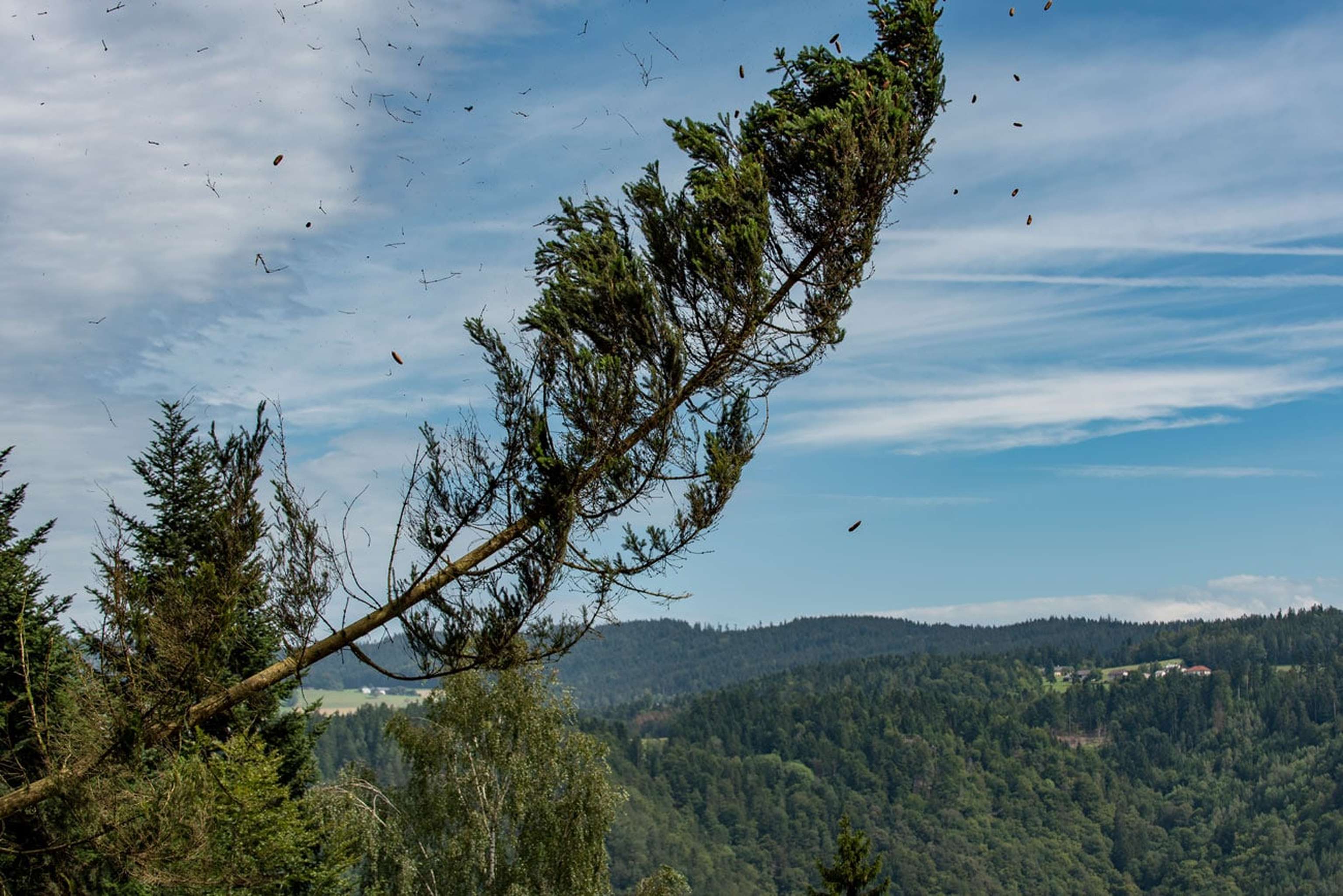 Kaeferbaum Faellt Um ID91499