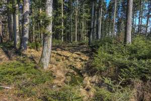 Wald