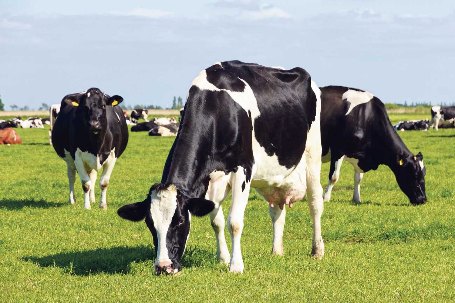 Die Quoten für neuseeländische Milchprodukte sollen über sieben Jahre sukzessive erhöht werden.