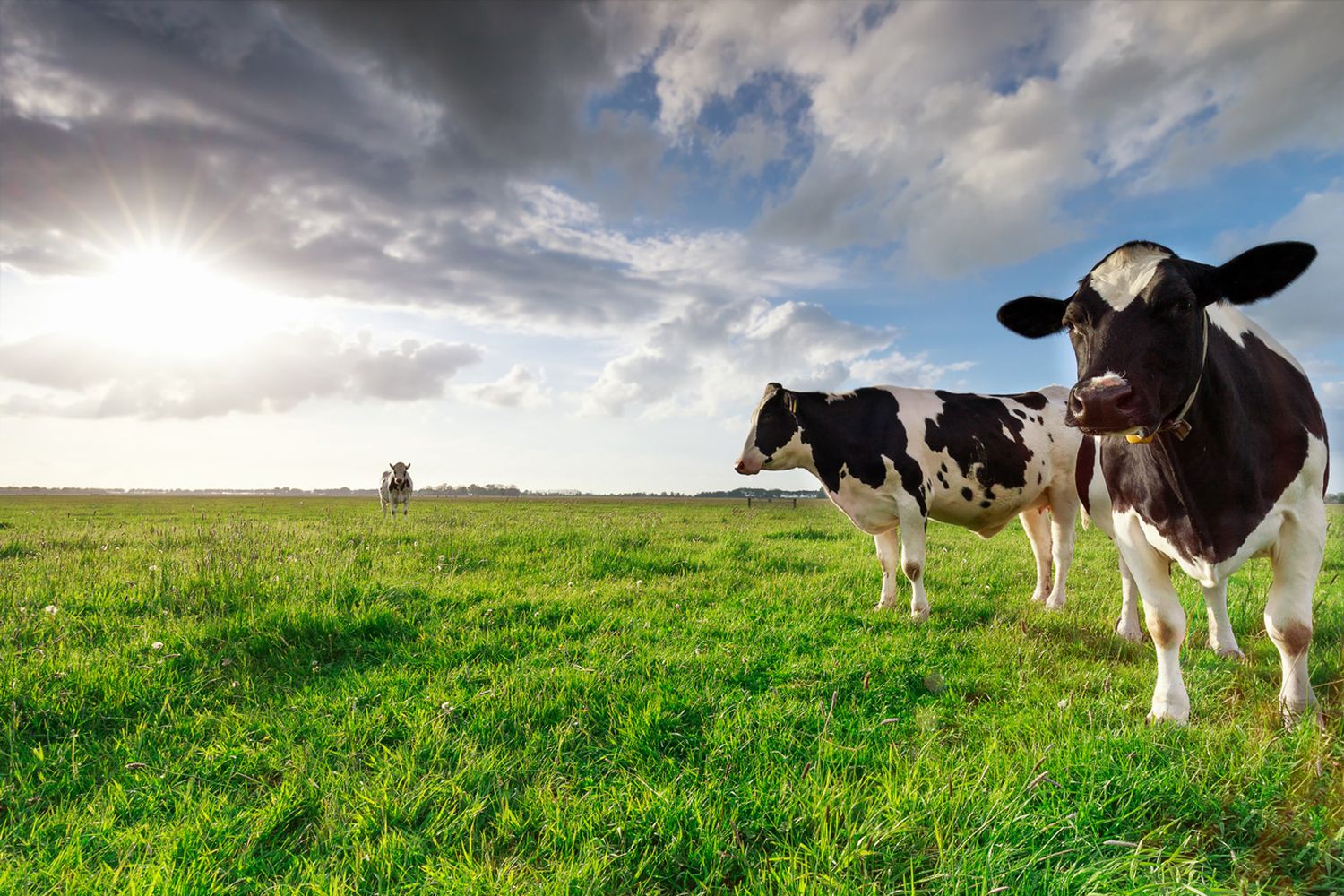 Weidemilch verdrängt Milch aus Anbindehaltung aus den Kühlregalen der großen Handelsketten in Deutschland.