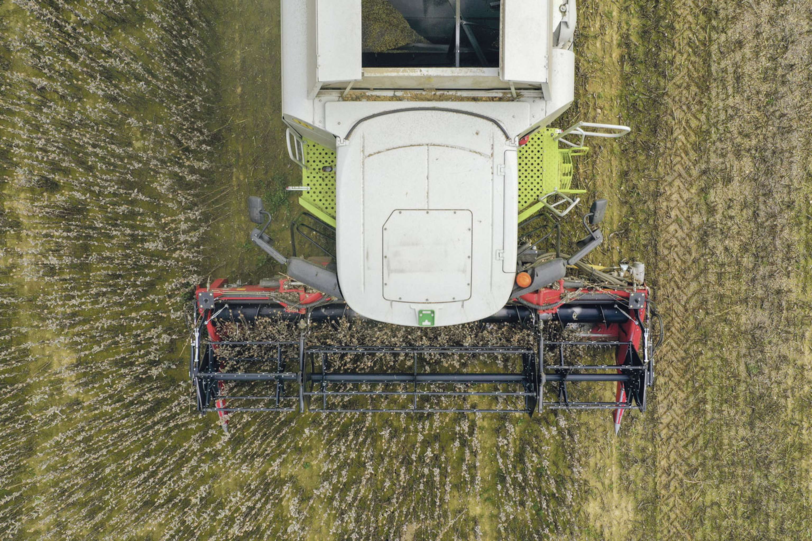 Mohn Ernte 26 ID91261(1)