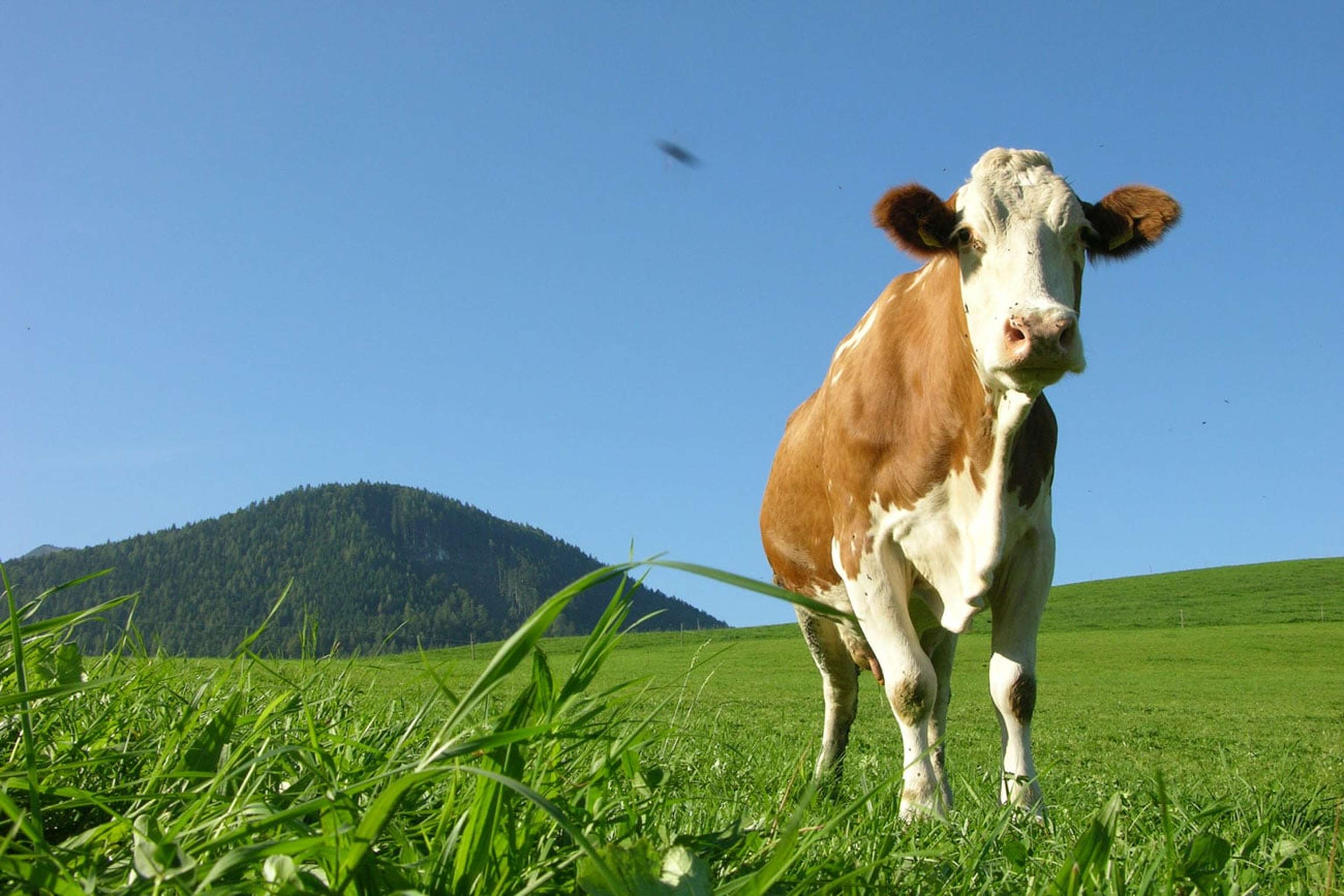 Fleckviehkuh 86 ID27232(3)