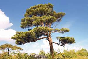 Rotfoehre Foto Coilin Pixabay