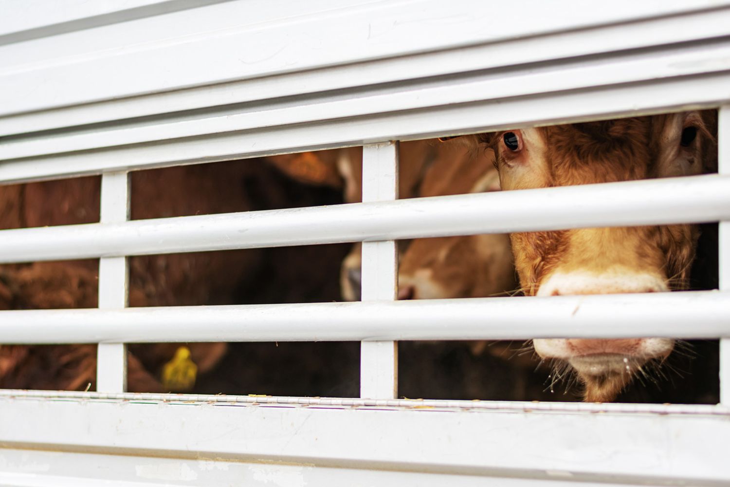 Wo Tiertransporte nicht zu vermeiden sind, müssen höchste Tierwohlstandards eingehalten werden.