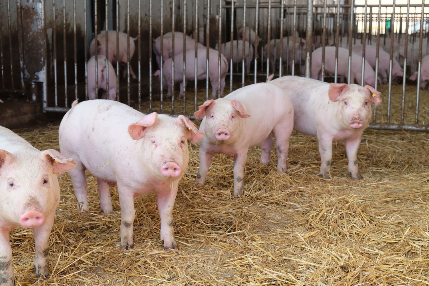 Schweine