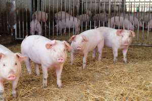 Schweine