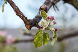 Apfelbluete Mit Frost 11 ID77931