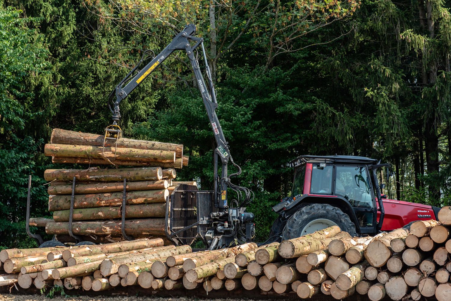 Holz