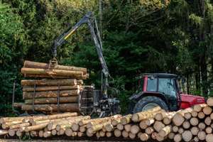 Holz