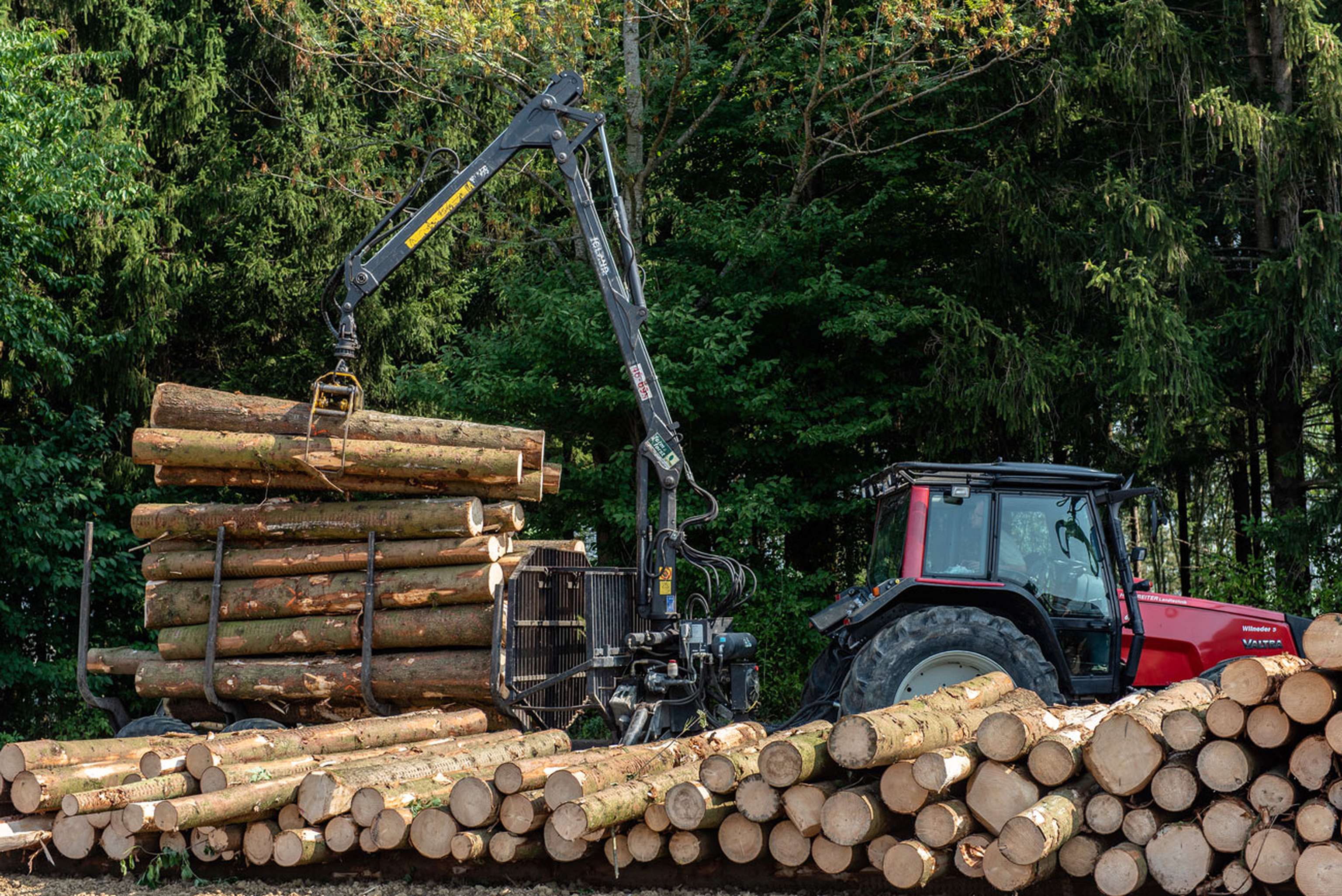 Holz