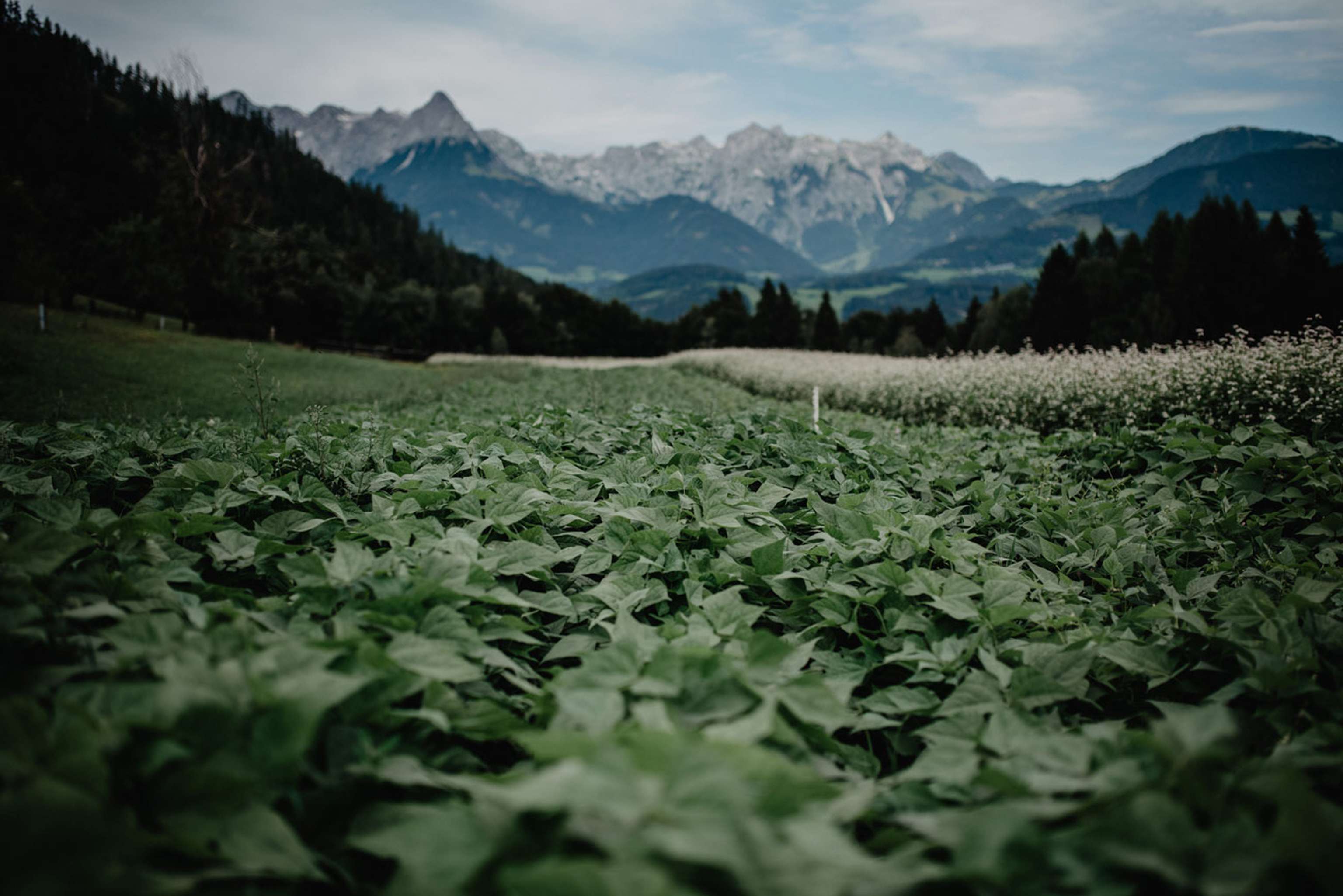 Bohnenfeld Tennengebirge