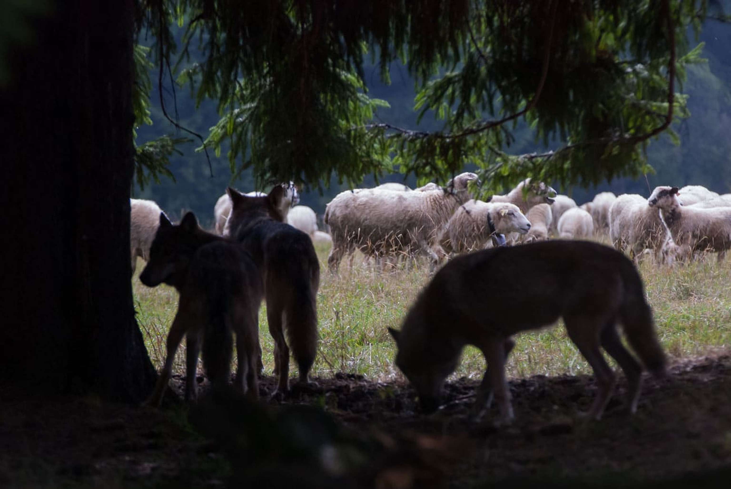 WOLF AdobeStock 181159951