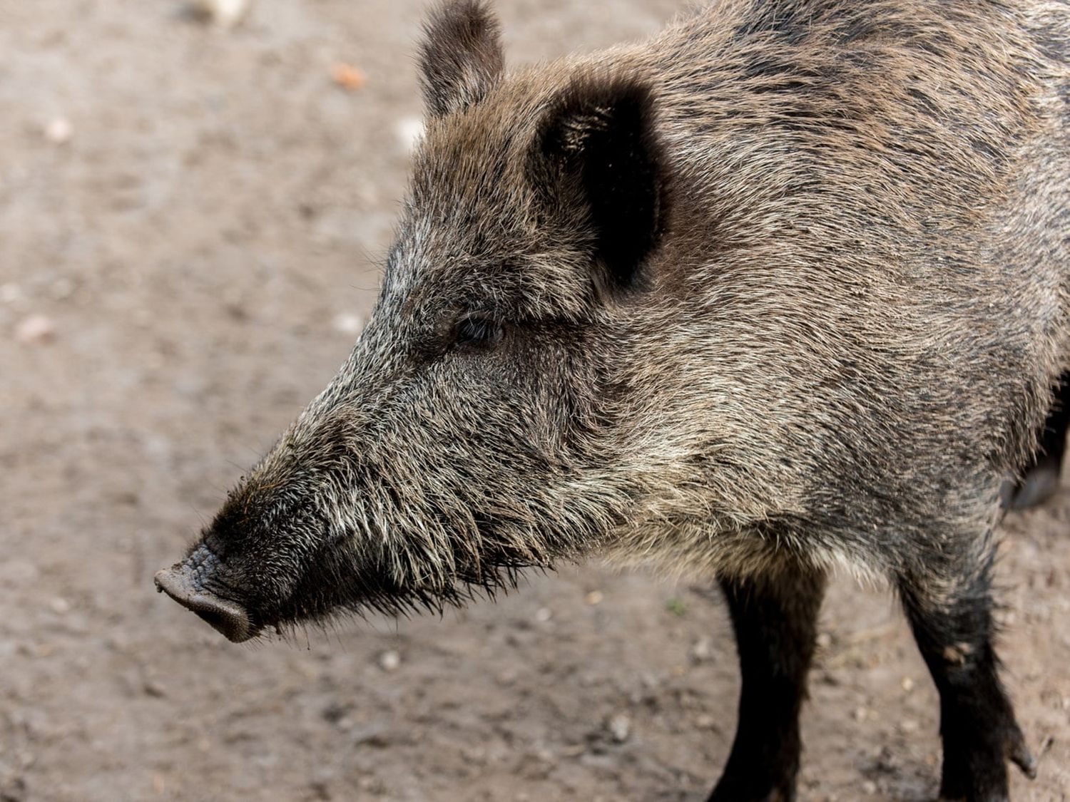 Web Wildschweine 30 ID76728