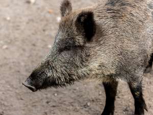 Web Wildschweine 30 ID76728