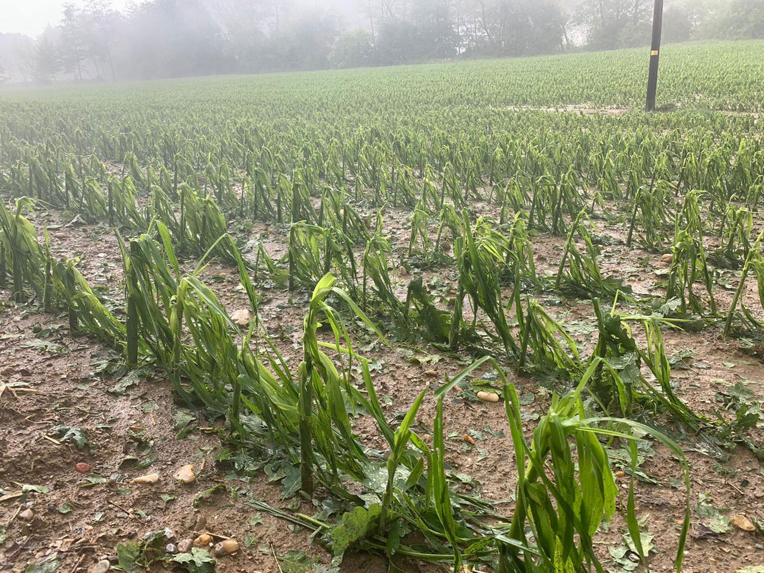 Durch Hagel geschädigter Mais in Dörfla