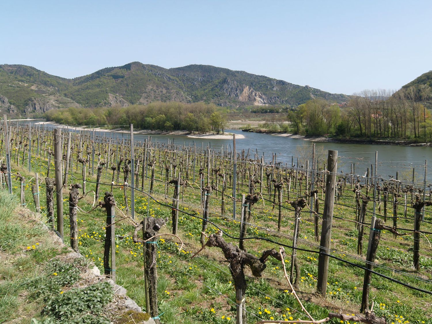 Wachau 12 ID54296