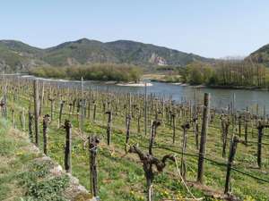 Wachau 12 ID54296
