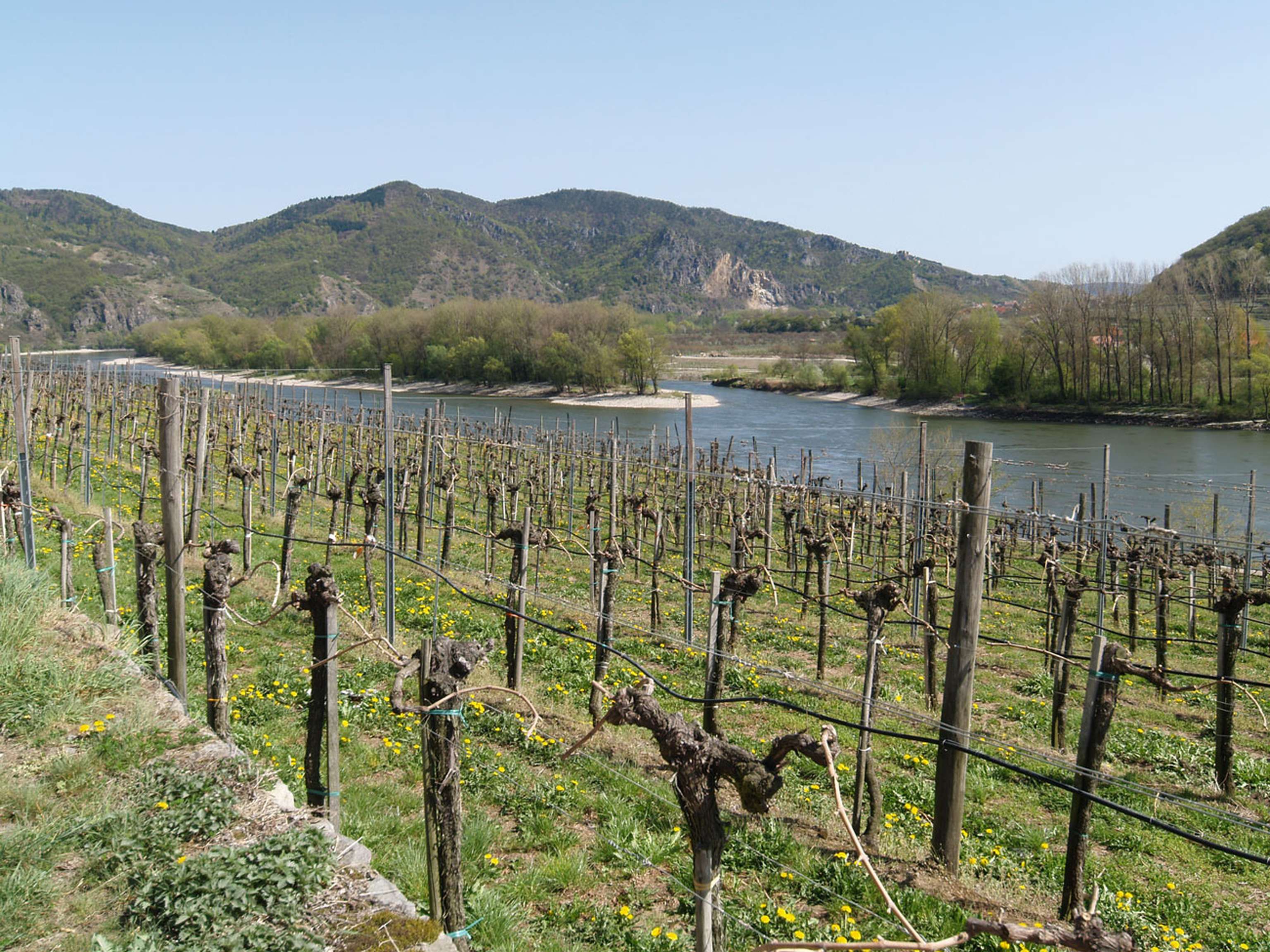 Wachau 12 ID54296