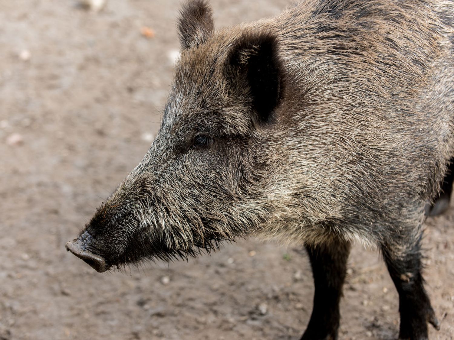 Wildschweine 30 ID76728