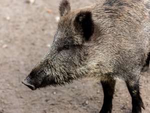 Wildschweine 30 ID76728