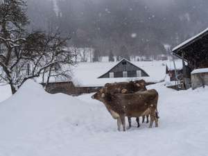 Braunvieh Im Schnee ID81531