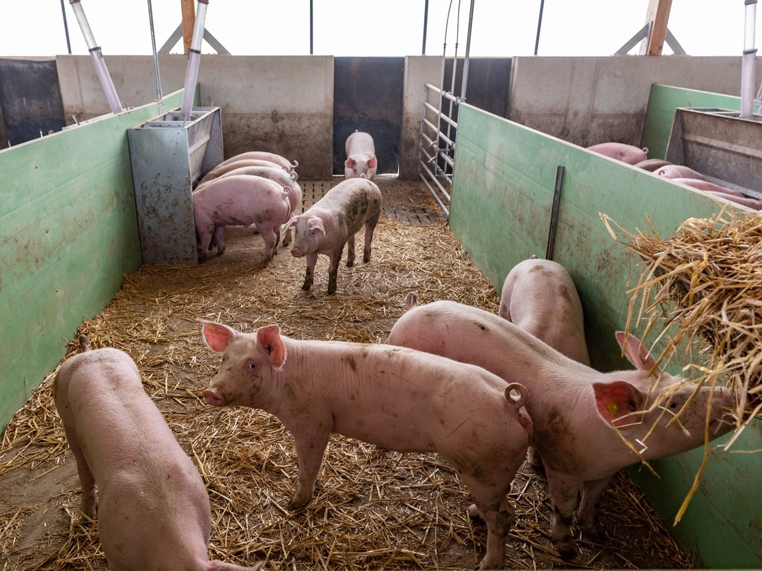 Pigport