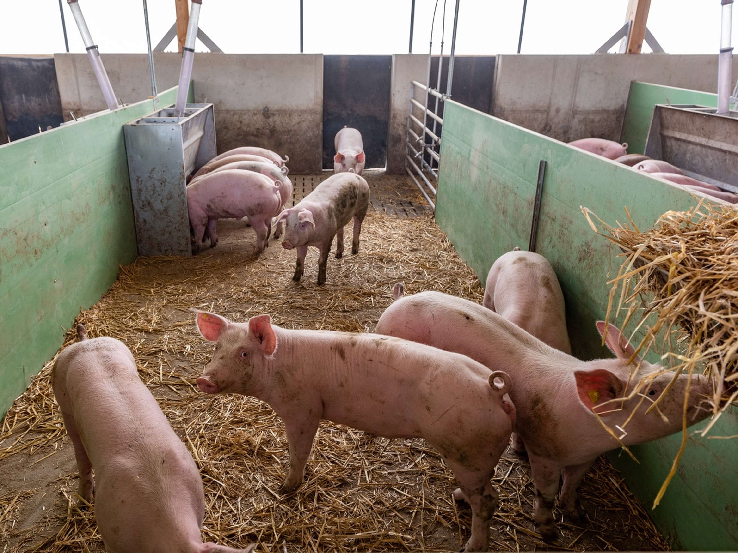Pigport