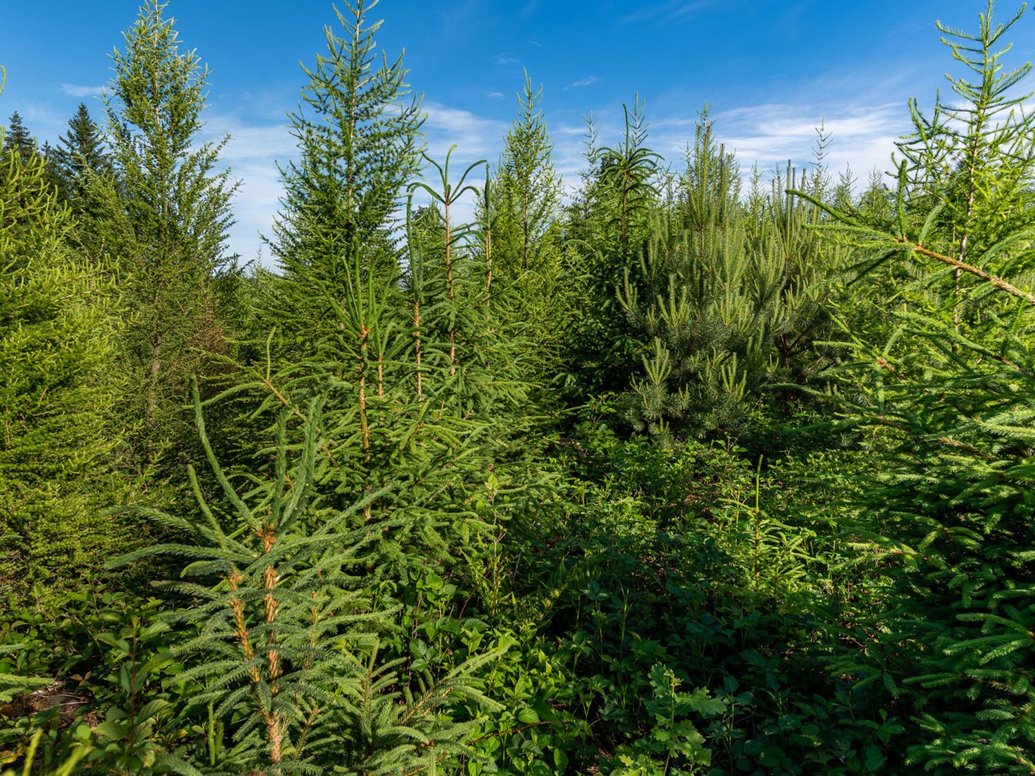 Nadelholz Mischwald 1 ID96162