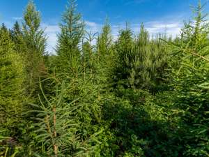 Nadelholz Mischwald 1 ID96162
