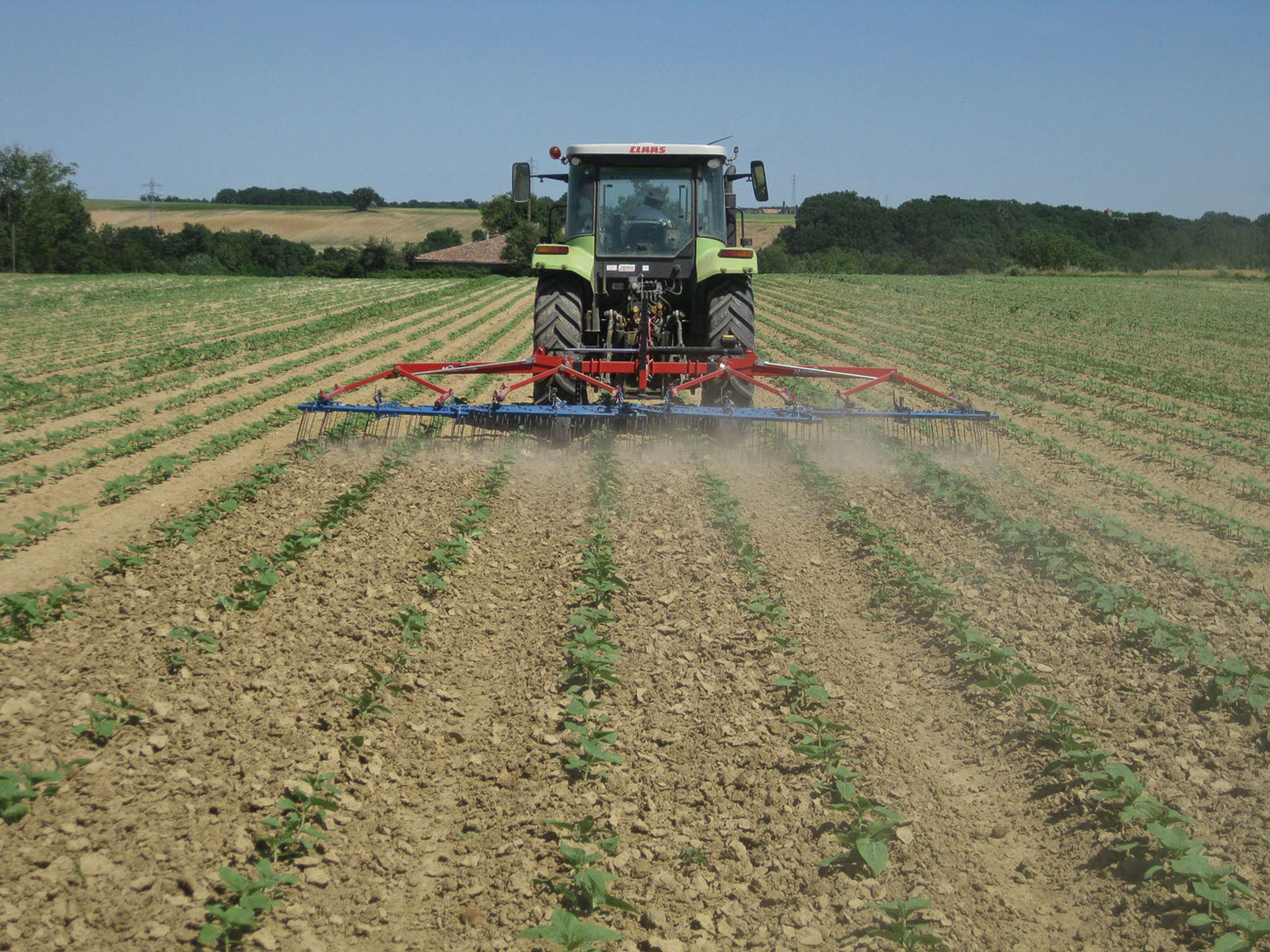 Hackstriegel Soja 1 ID58866