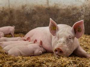 Biologische Schweinehaltung 57 ID88040(1)
