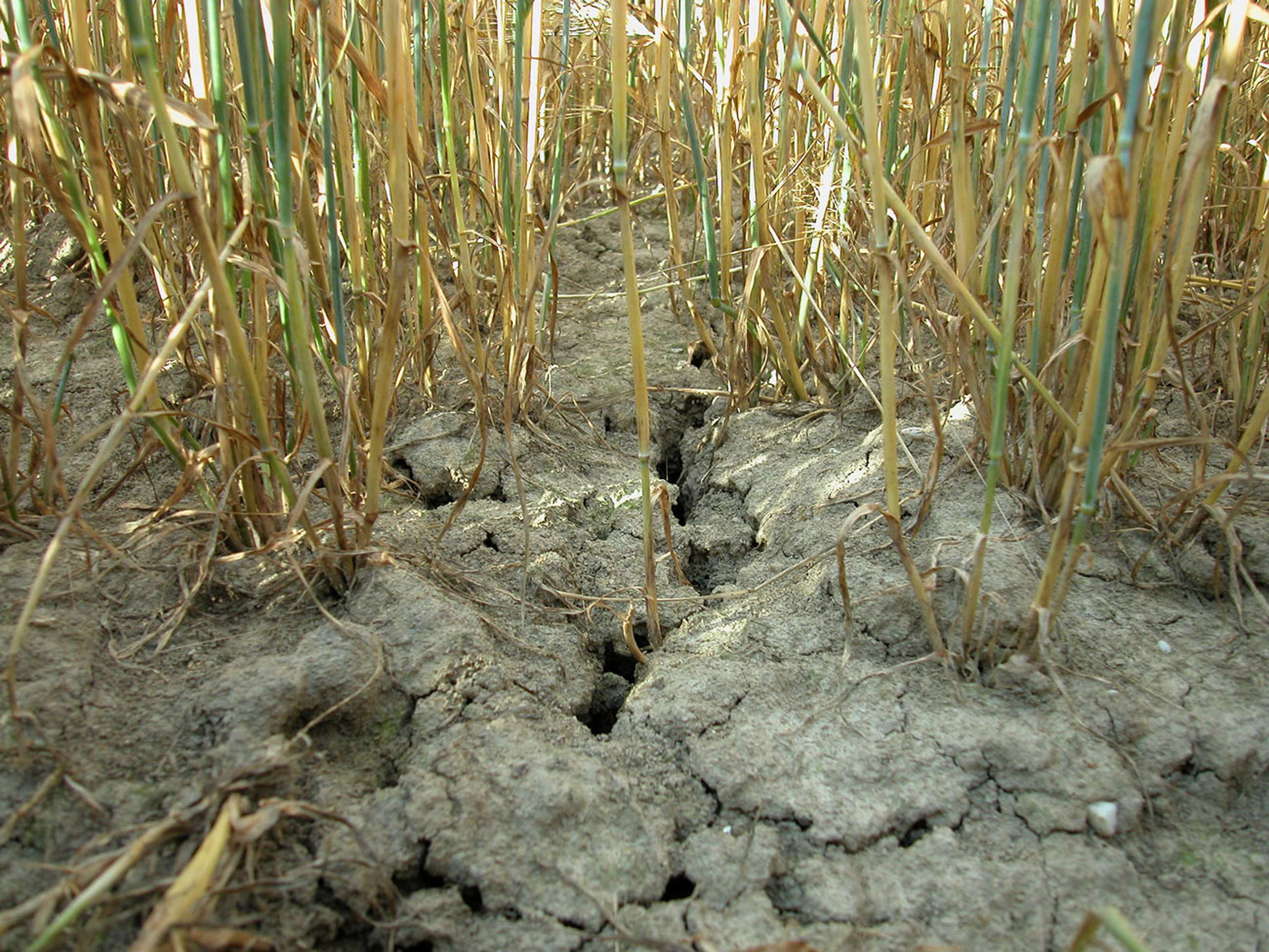 Risse Gerstenfeld ID11514