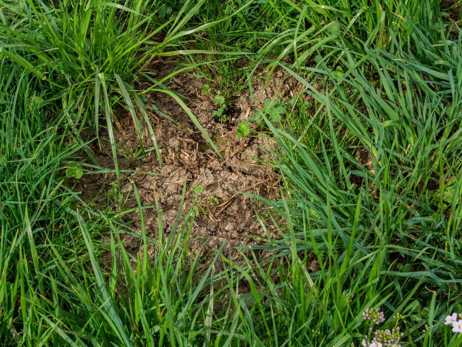 Luecke In Dauerwiese ID86903