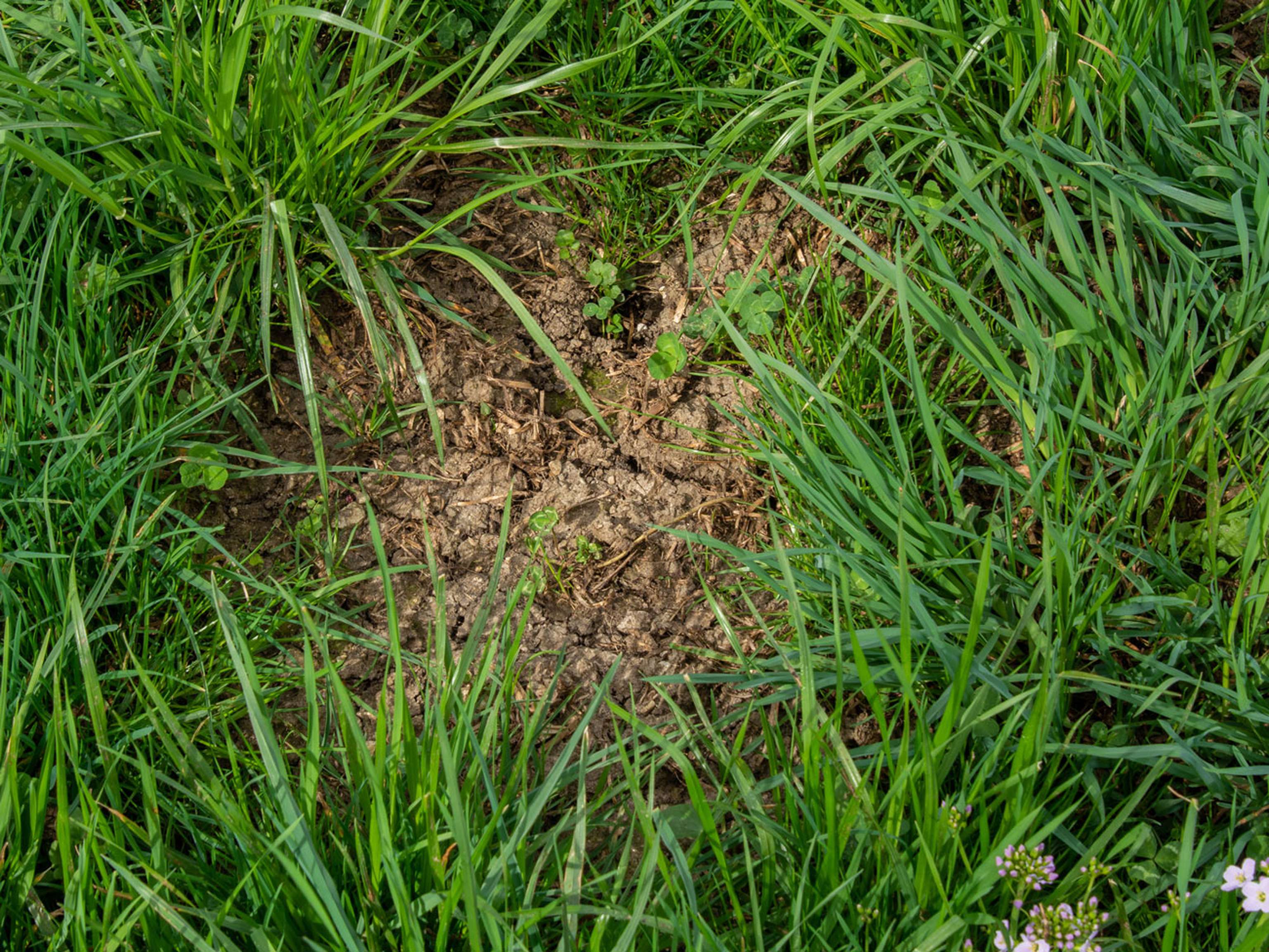 Luecke In Dauerwiese ID86903