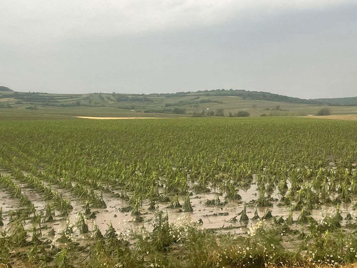Mais, Mailberg (NÖ)