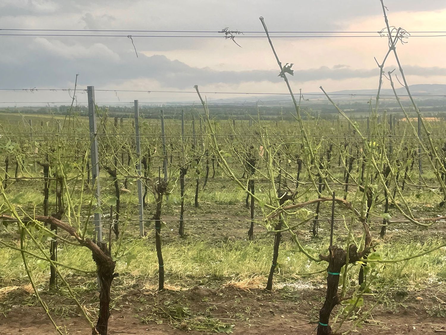 Wein Mailberg NOE