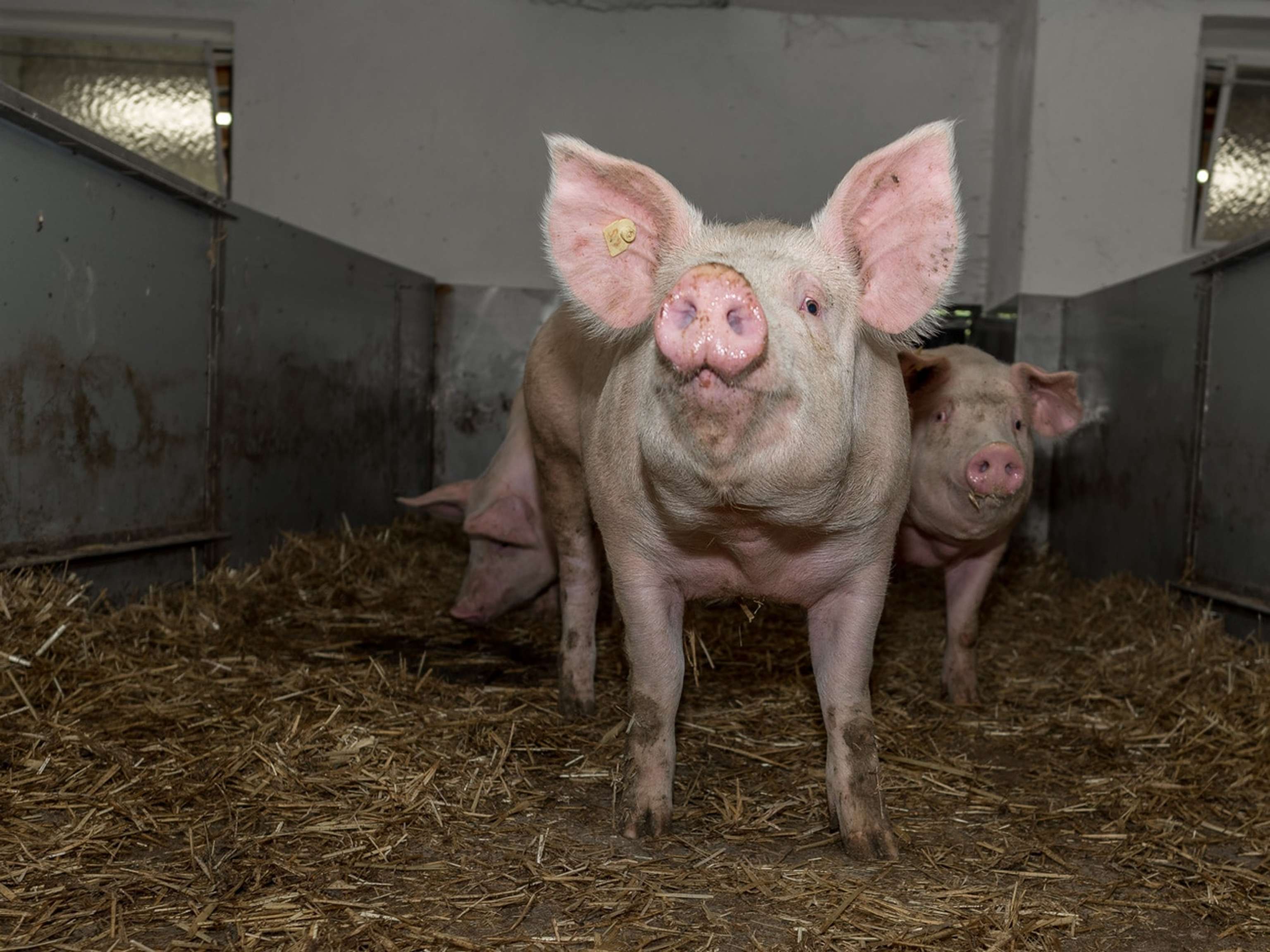 Tierwohlstall 4 ID84810