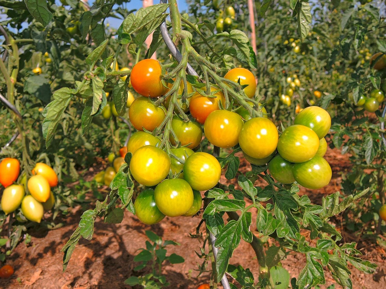Tomaten Freiland 1 ID86093