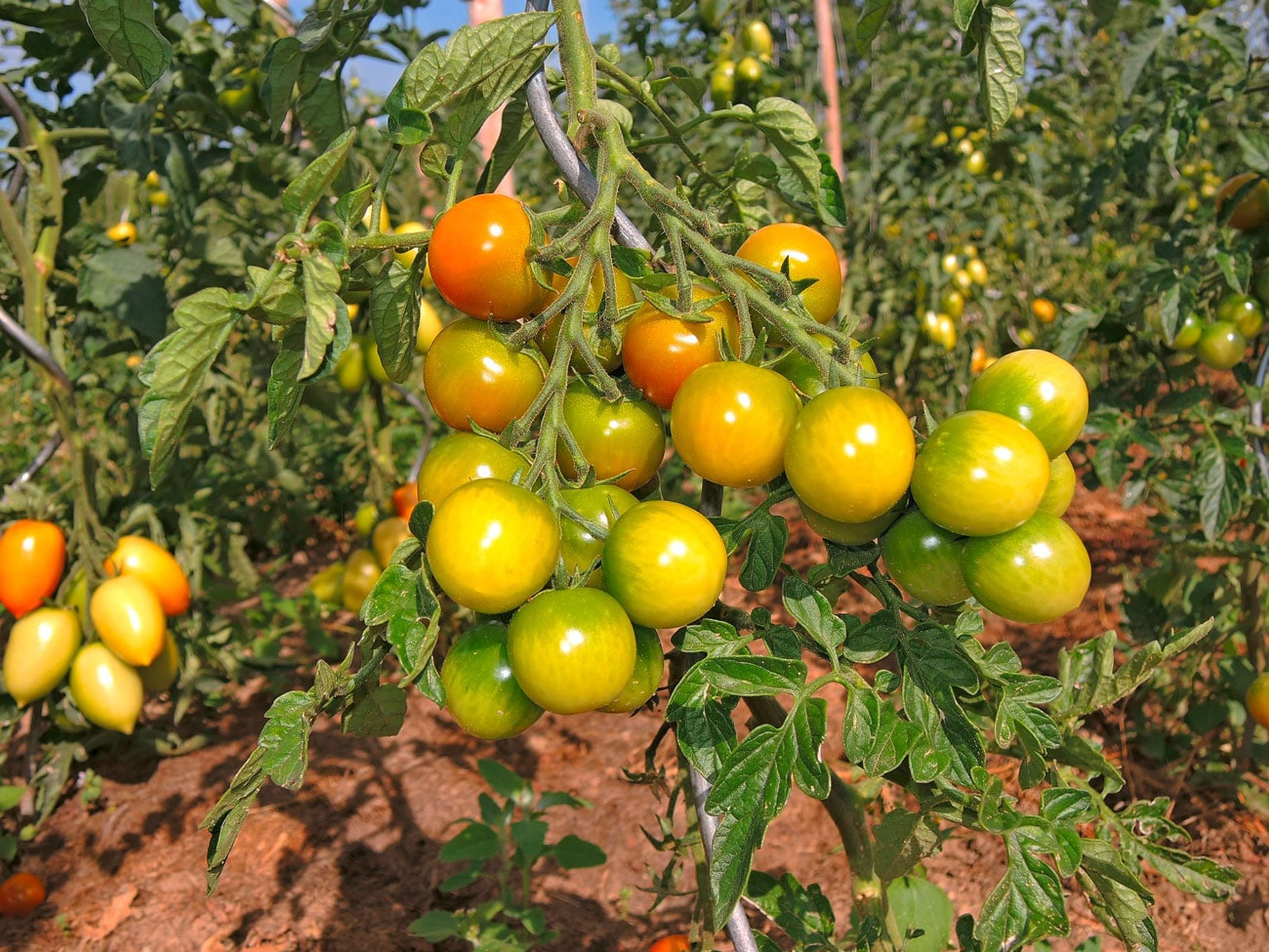 Tomaten Freiland 1 ID86093