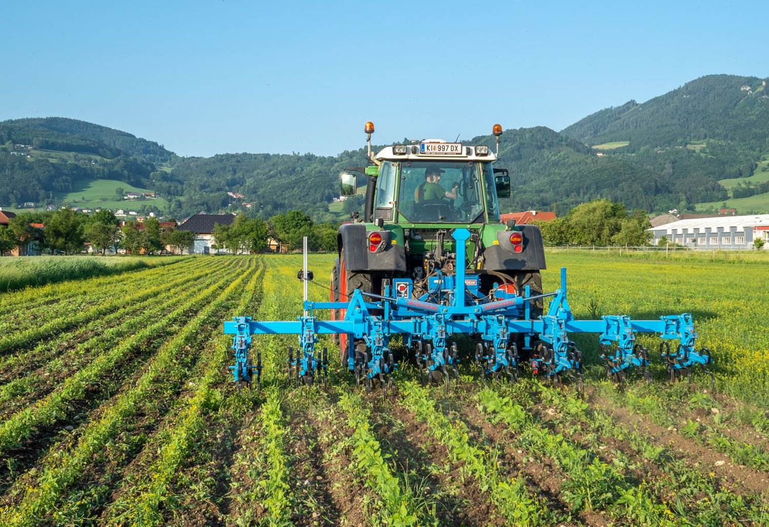 Bio-Sonnenblumen hacken