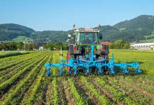 Bio-Sonnenblumen hacken