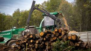 Hier erfahren Interessenten alles Wichtige zum Thema Wald.