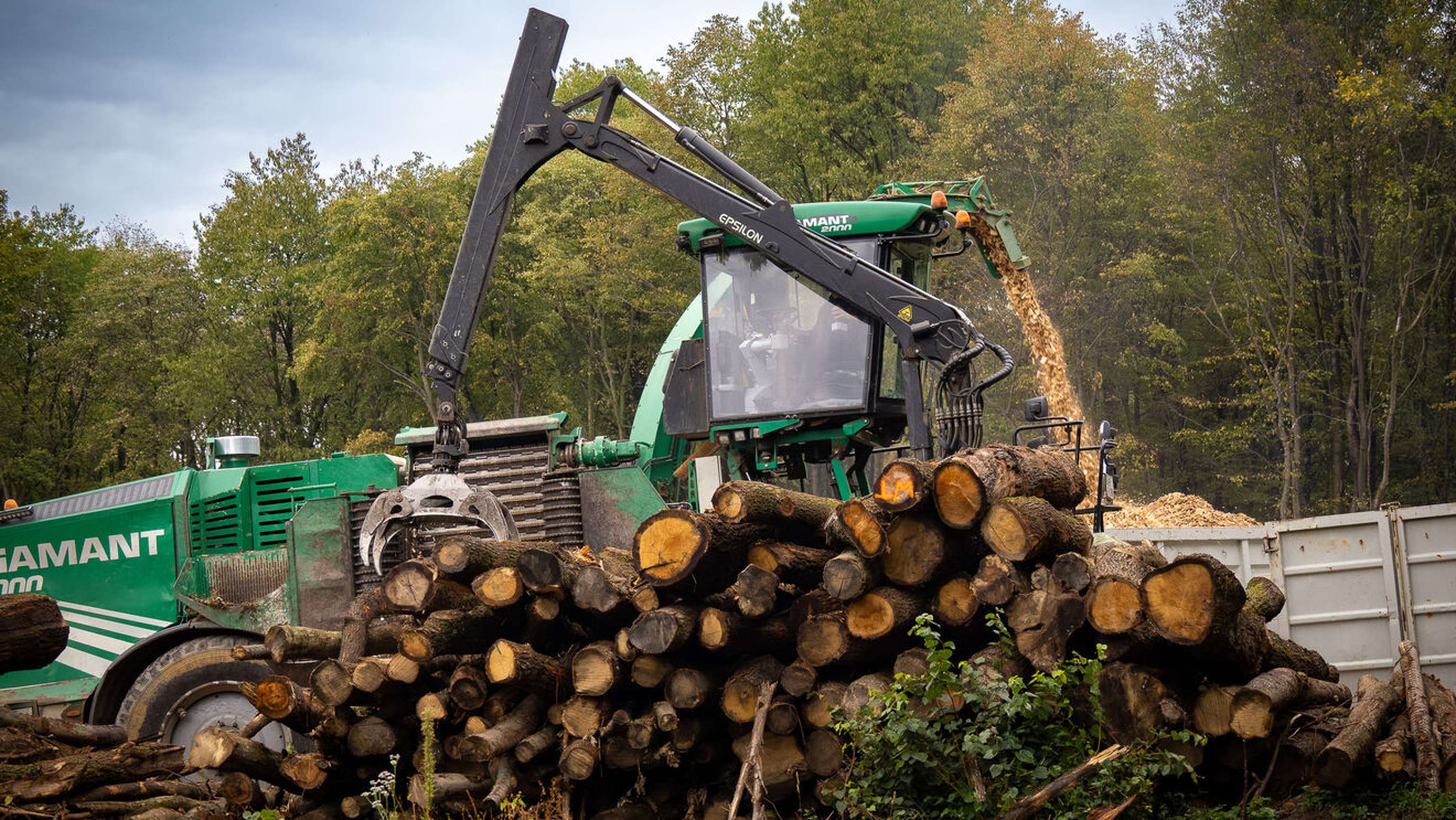 Hier erfahren Interessenten alles Wichtige zum Thema Wald.