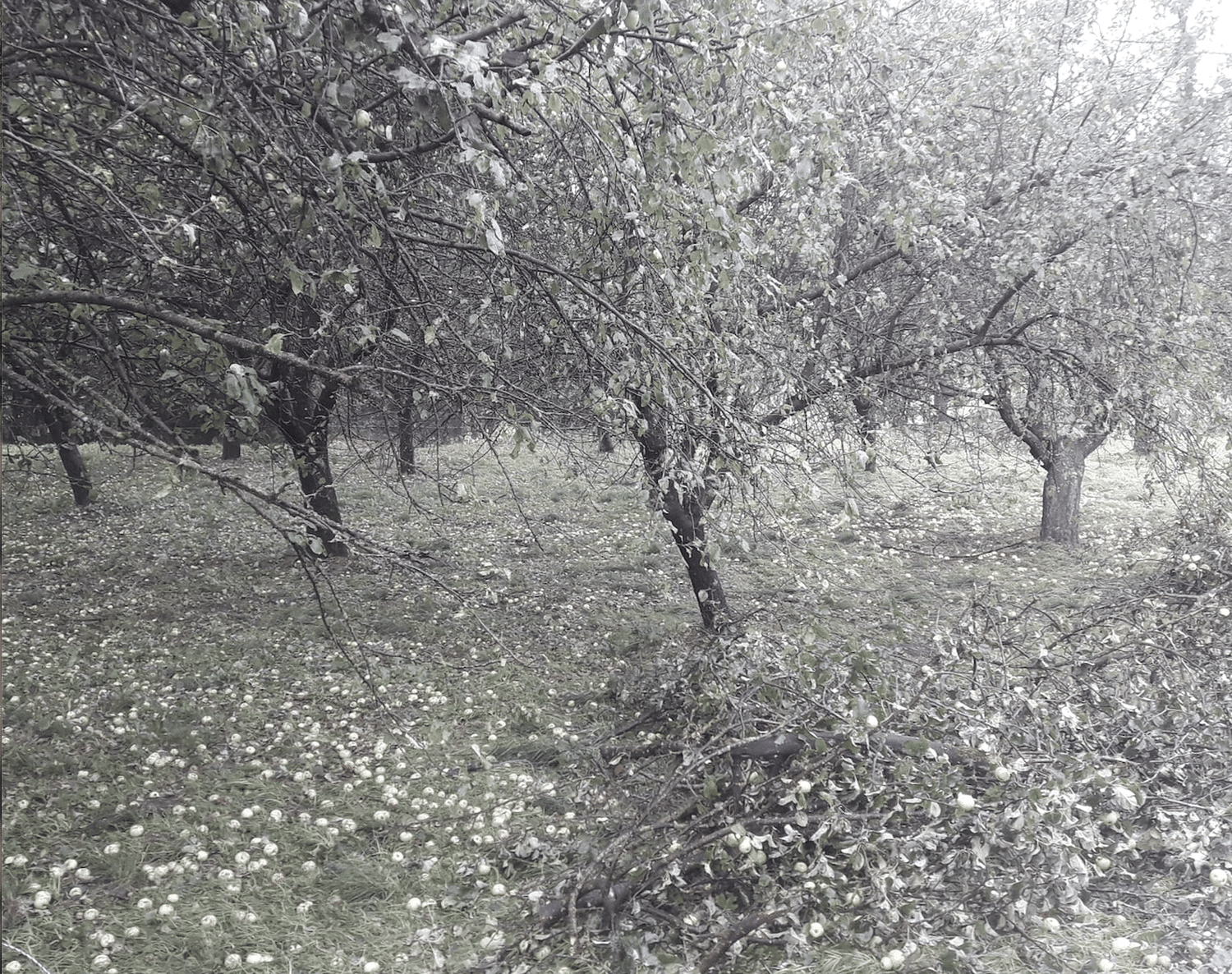Schäden an Obstbäumen in Kärnten
