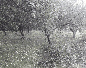 Hagel Obstbaeume