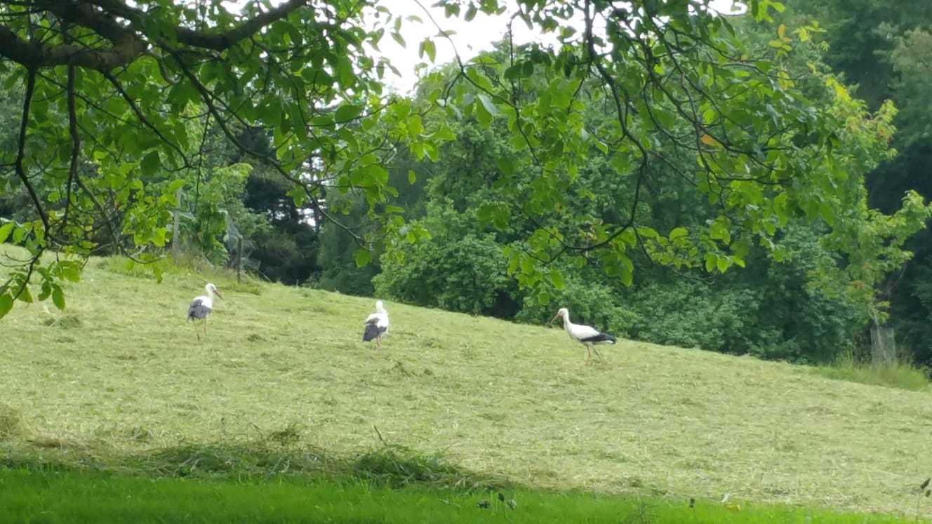 Bild von Anzeige: 3 ha Heu 