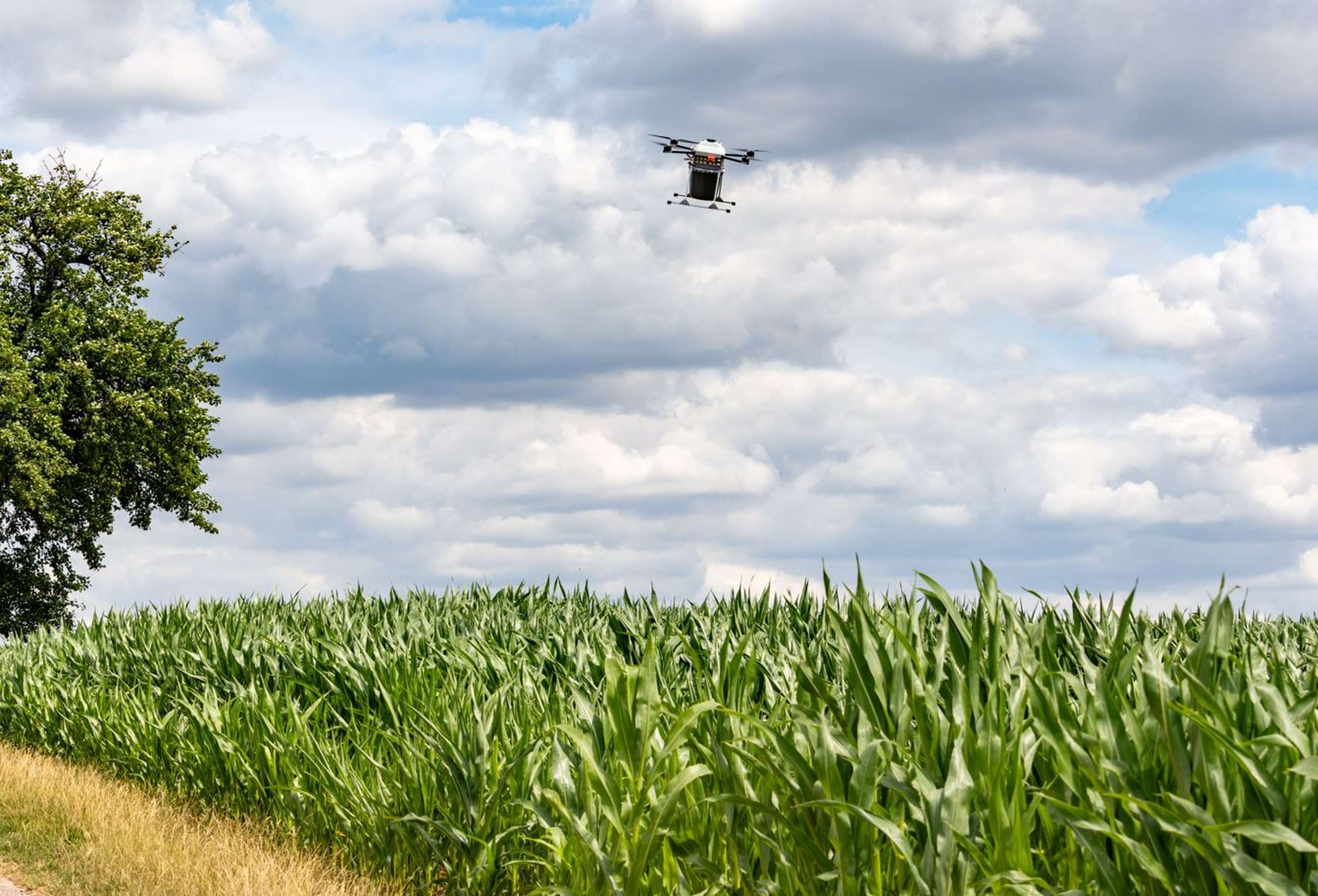 Nützlingsausbringung