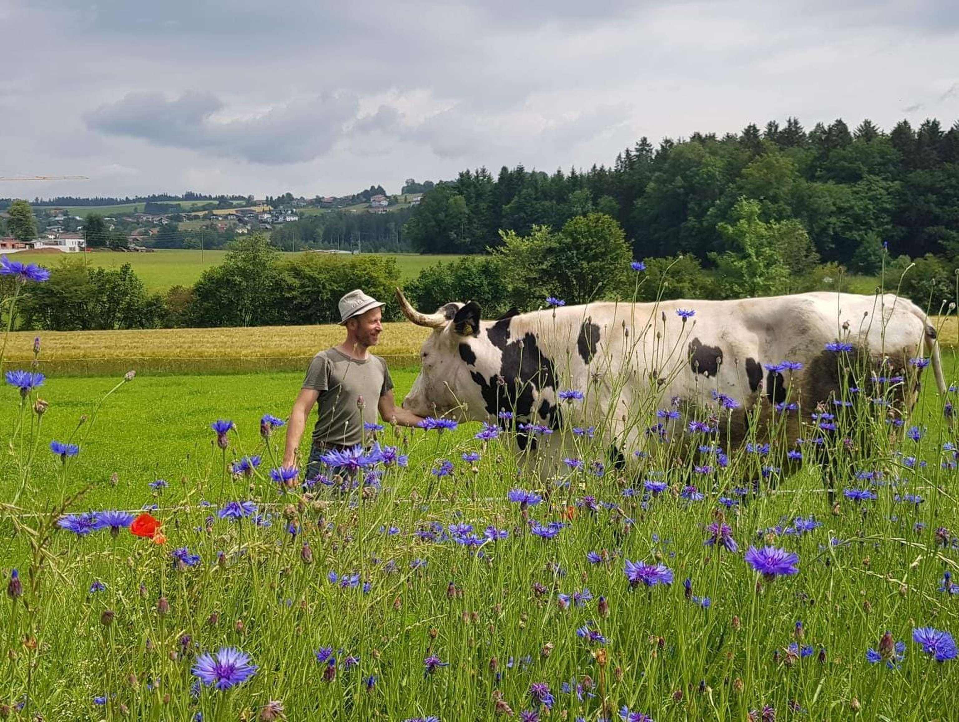Johann Schauer mit Ochse Herbert